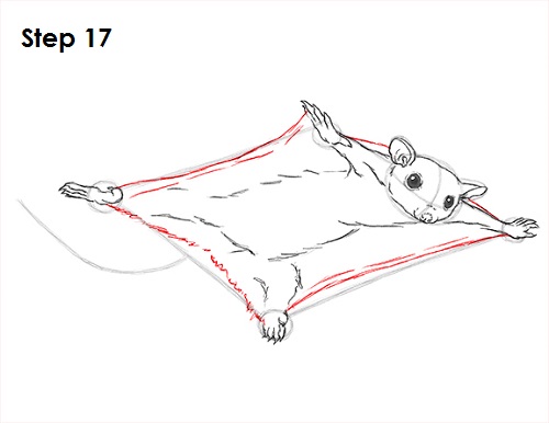 500x386 How To Draw A Sugar Glider - Glider Sketch