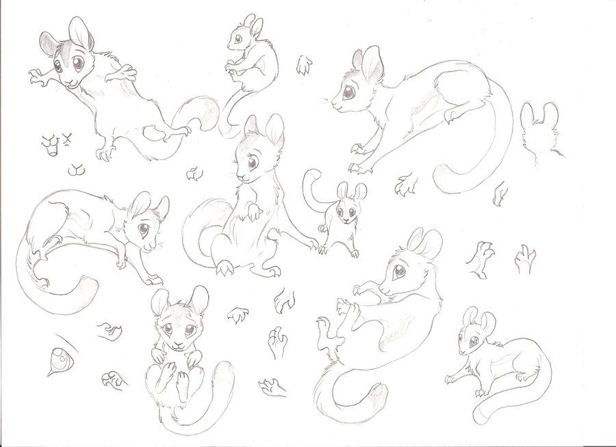 900x653 Sugar Glider Sketch Dump By Kokamo77 Drawing - Glider Sketch