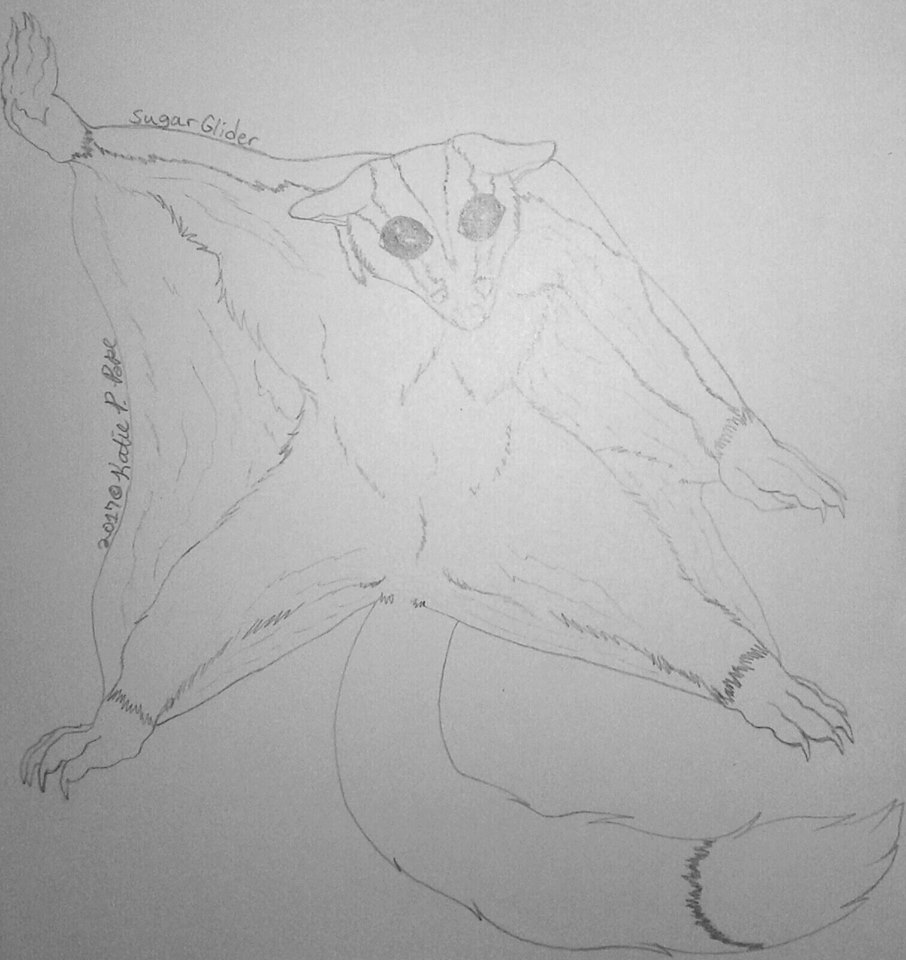 906x960 Sugar Glider Sketch By Dreamselfwolfkp - Glider Sketch