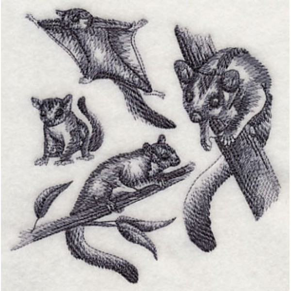 600x600 Sugar Glider Sketch - Glider Sketch