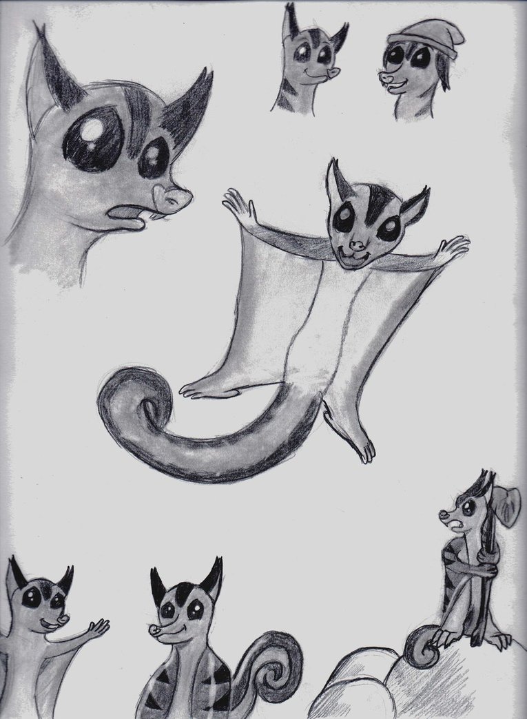 765x1044 Sugar Glider Sketches By Drewtiptonart - Glider Sketch
