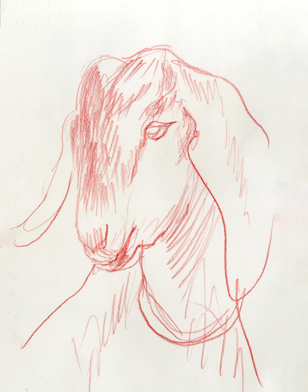 1000x1271 Goat Sketch - Goat Face Sketch