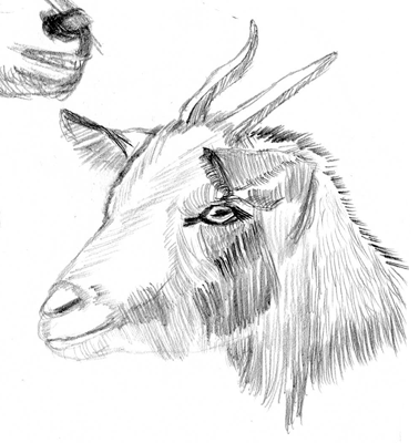 378x400 Goats Three Color Disasters - Goat Face Sketch