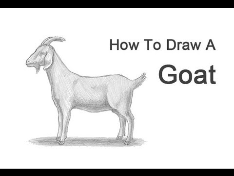 480x360 How To Draw A Goat - Goat Face Sketch