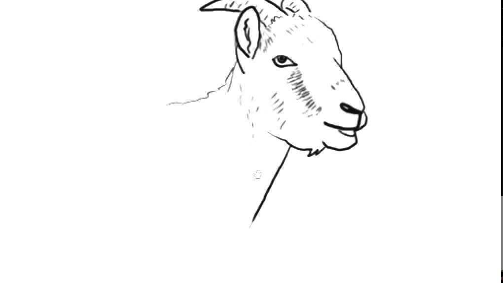 1020x574 How To Draw A Goat Yzarts Yzarts - Goat Face Sketch