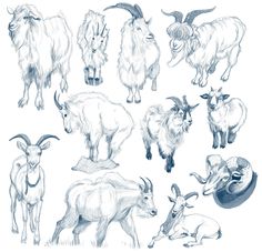 236x227 35 Best Creature Design Goats Images Creature - Goat Face Sketch
