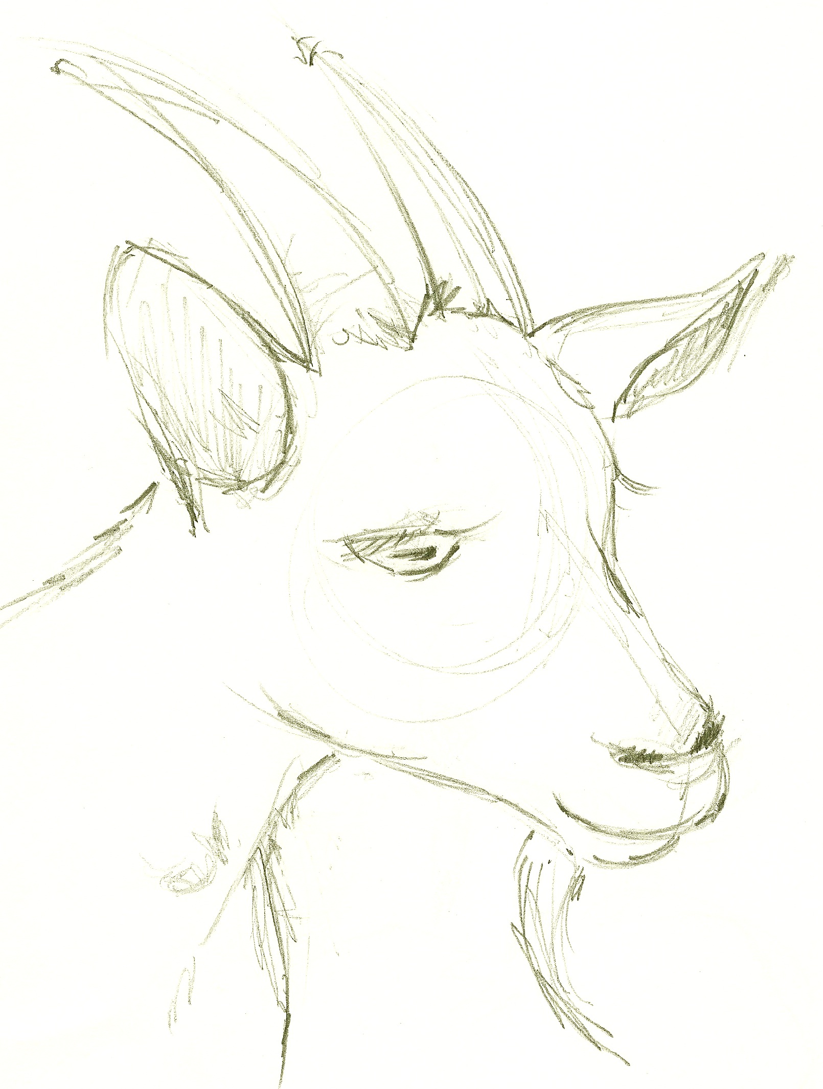 1610x2130 Sunday Sketches - Goat Face Sketch