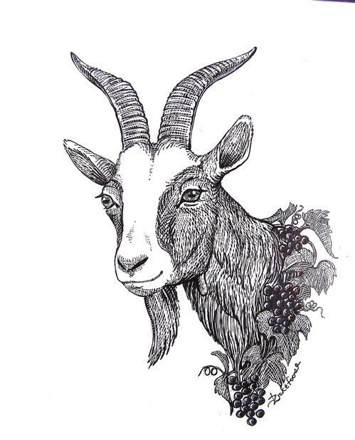 499x618 Goat Face Drawing - Goat Face Sketch