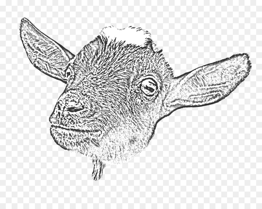 900x720 Goat Yoga Cattle Drawing Line Art - Goat Head Sketch