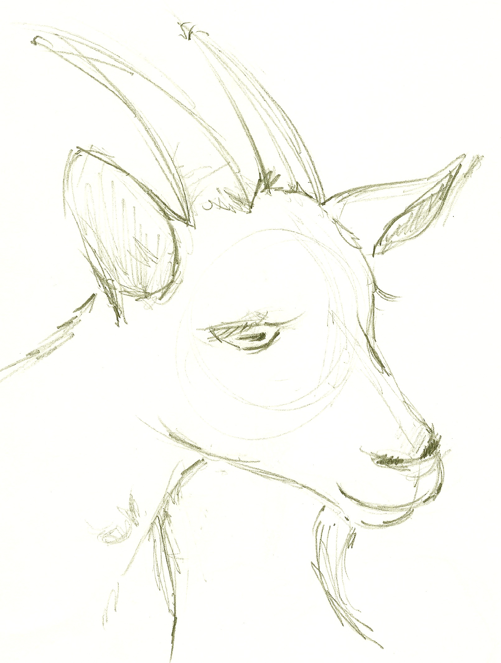 Goat Head Sketch at PaintingValley.com | Explore collection of Goat