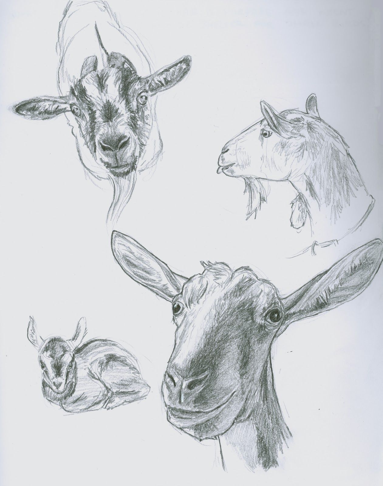 Goat Head Sketch at PaintingValley.com | Explore collection of Goat