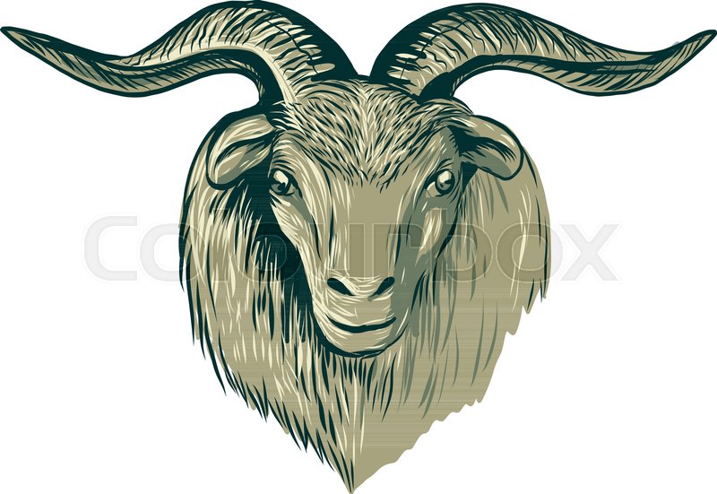 800x551 Drawing Sketch Style Illustration Of A Cashmere Goat Head Viewed - Goat Head Sketch