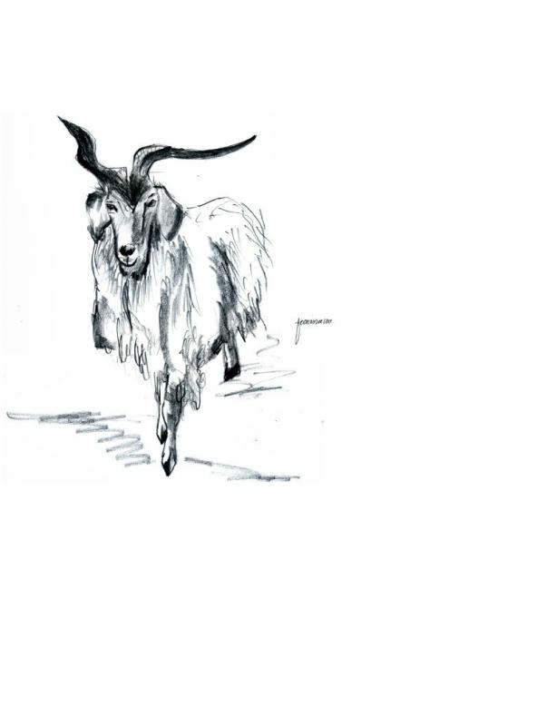 592x800 Goat Sketch! - Goat Sketch