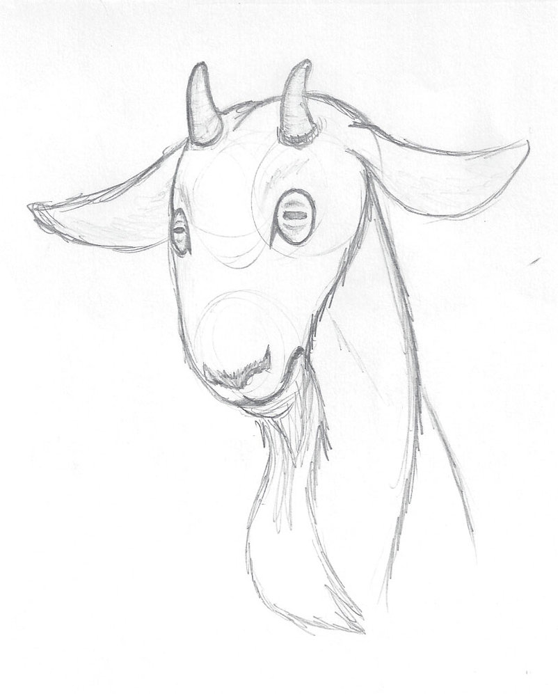 802x997 Goat Sketch By Wlodarczykmaciej - Goat Sketch