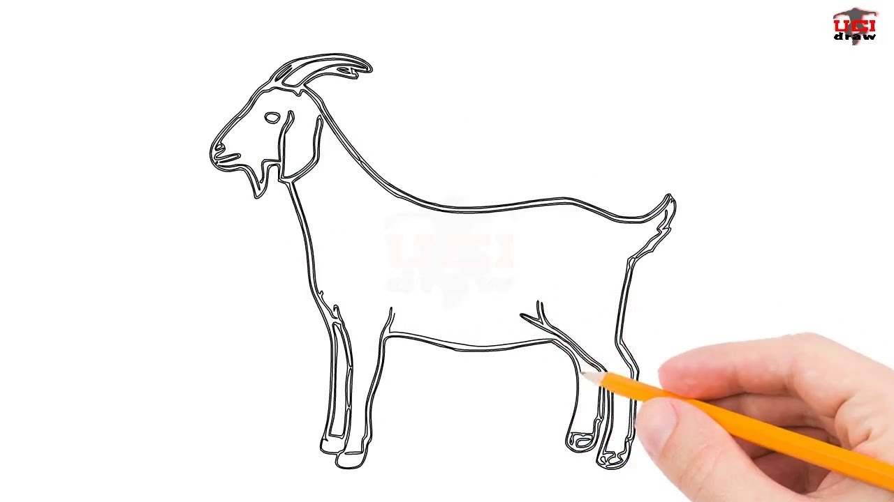 1280x720 How To Draw A Goat Step By Step Easy For Beginnerskids Simple - Goat Sketch