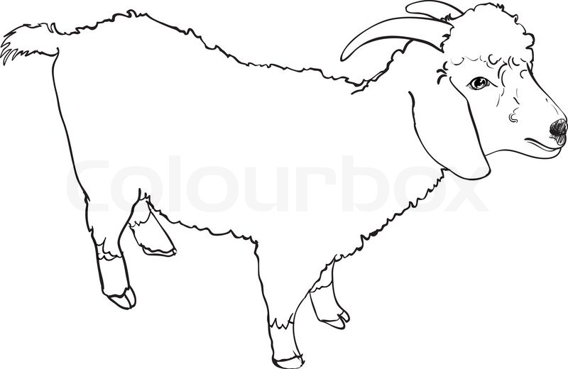 800x520 Sketch Vector Of Angora Goat On White Background Stock Vector - Goat Sketch