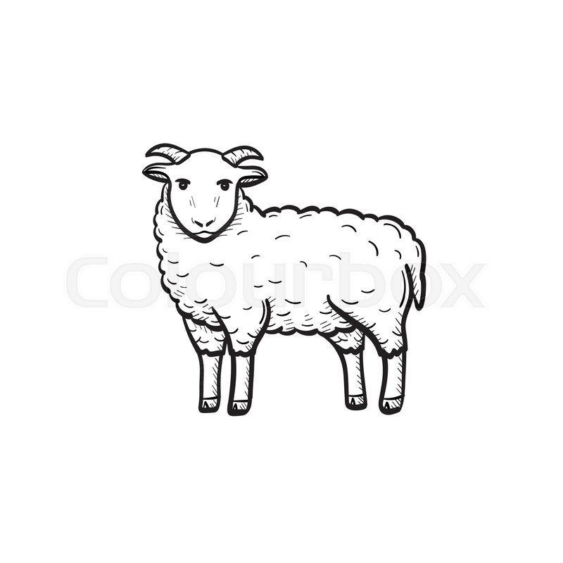 800x800 Vector Hand Drawn Goat Outline Doodle Icon. Goat Sketch - Goat Sketch