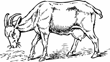 384x219 Goat Bw Sketch - Goat Sketch