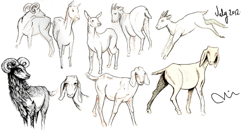 792x432 Miranda Mcguire Just Some Goat Sketches - Goat Sketch