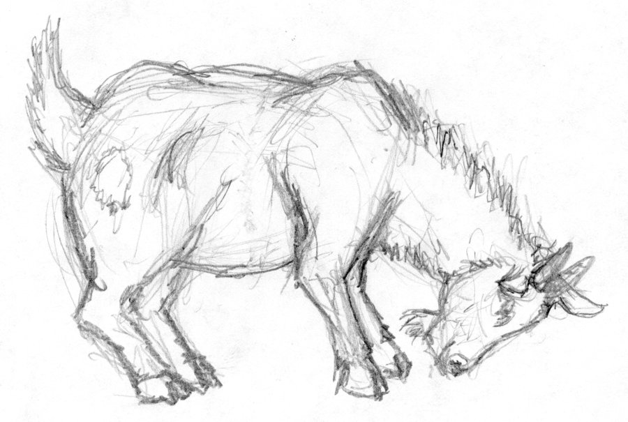900x605 Goat Sketch By Bluefootednewt - Goat Sketch