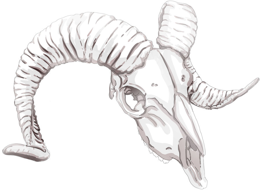 900x657 Goat Skull By Spiketail94 - Goat Skull Sketch