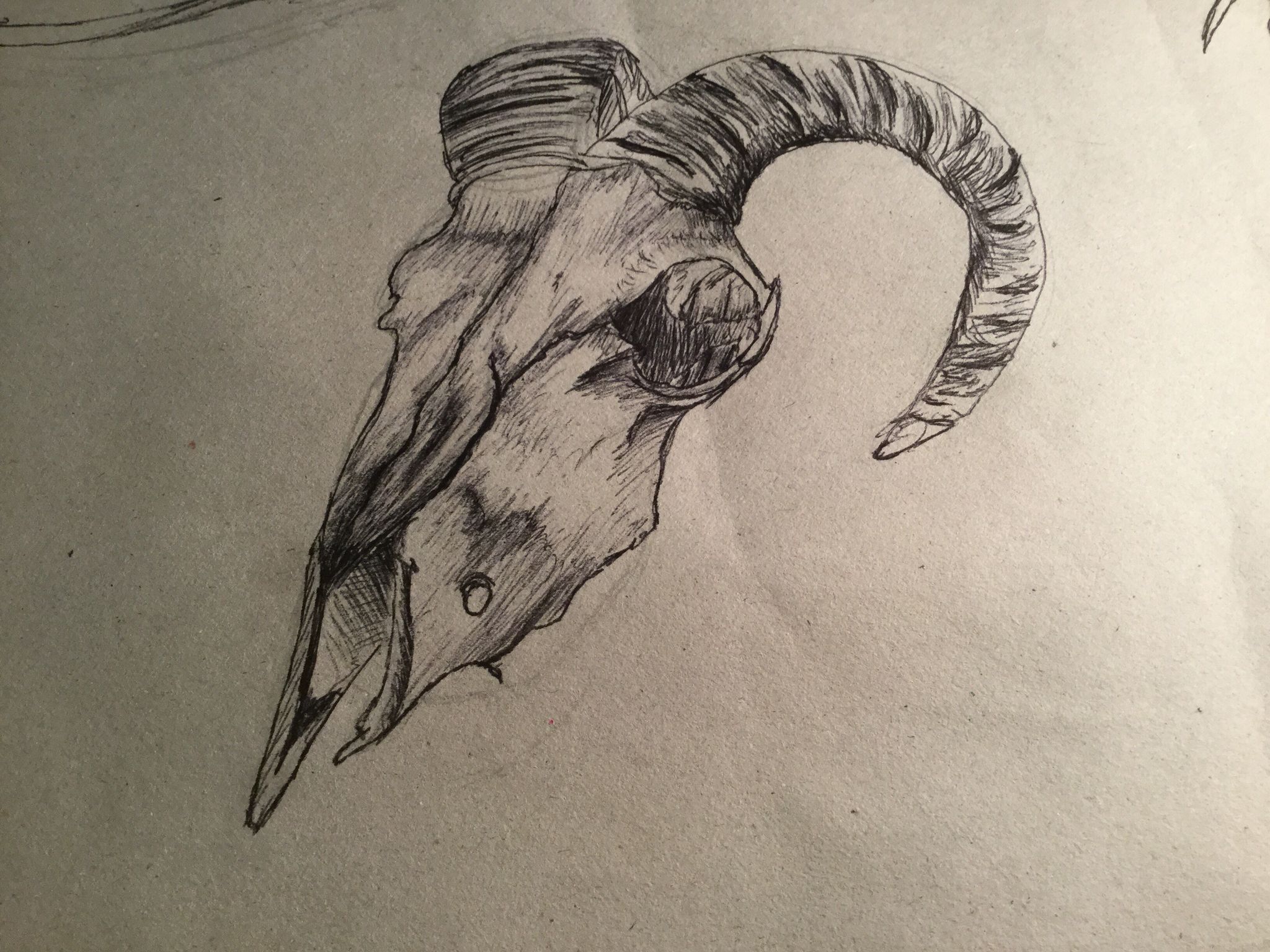 2048x1536 Goat Skull, Sketch Skulls Skull Sketch And Sketches - Goat Skull Sketch