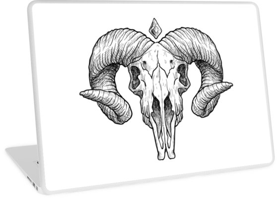 558x400 Illustrated Goat Skull - Goat Skull Sketch