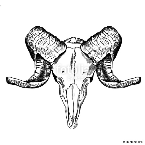 500x500 Illustration With Goat Skull. Hand Drawn. Stock Image And Royalty - Goat Skull Sketch