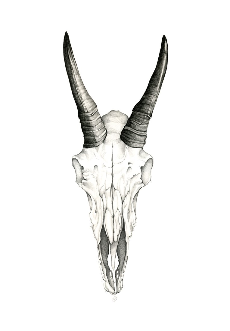 764x1100 Mountain Goat Skull By Leah Pipe Artist From Hazelton - Goat Skull Sketch