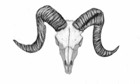 474x284 Ram Skull Drawing. Ram Skull By Codycsir On Hasshe - Goat Skull Sketch