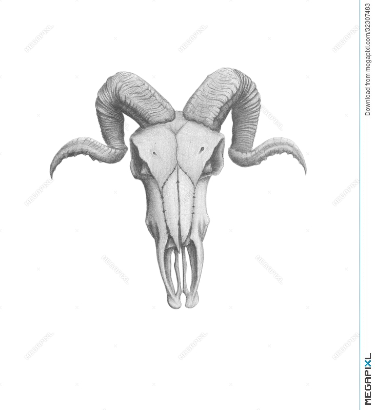 731x800 Ram Skull Illustration 32307483 - Goat Skull Sketch