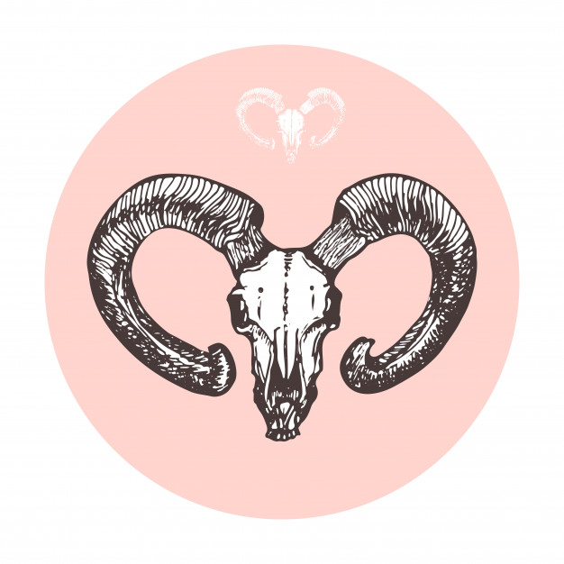 626x626 Sketch Goat Skull Vector Artwork Vector Premium Download - Goat Skull Sketch