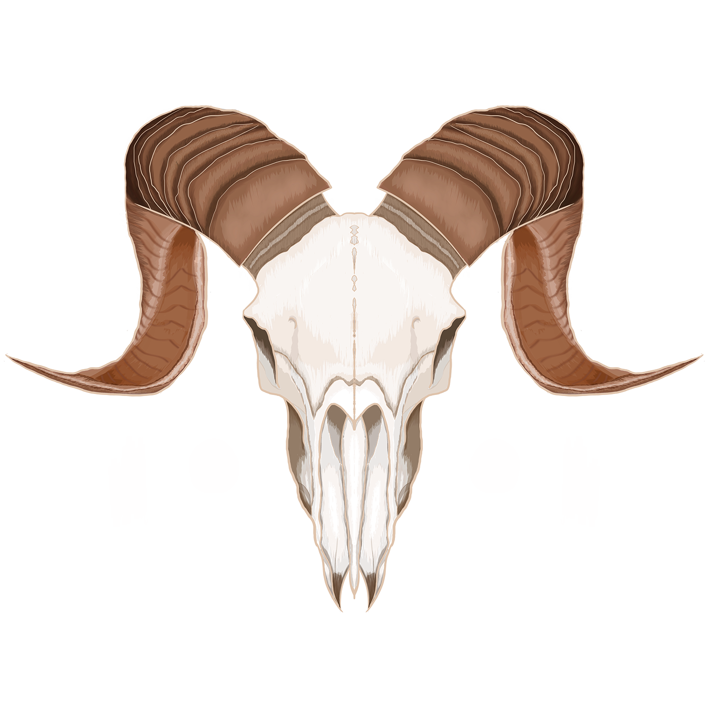 1400x1400 Skulls On Behance - Goat Skull Sketch
