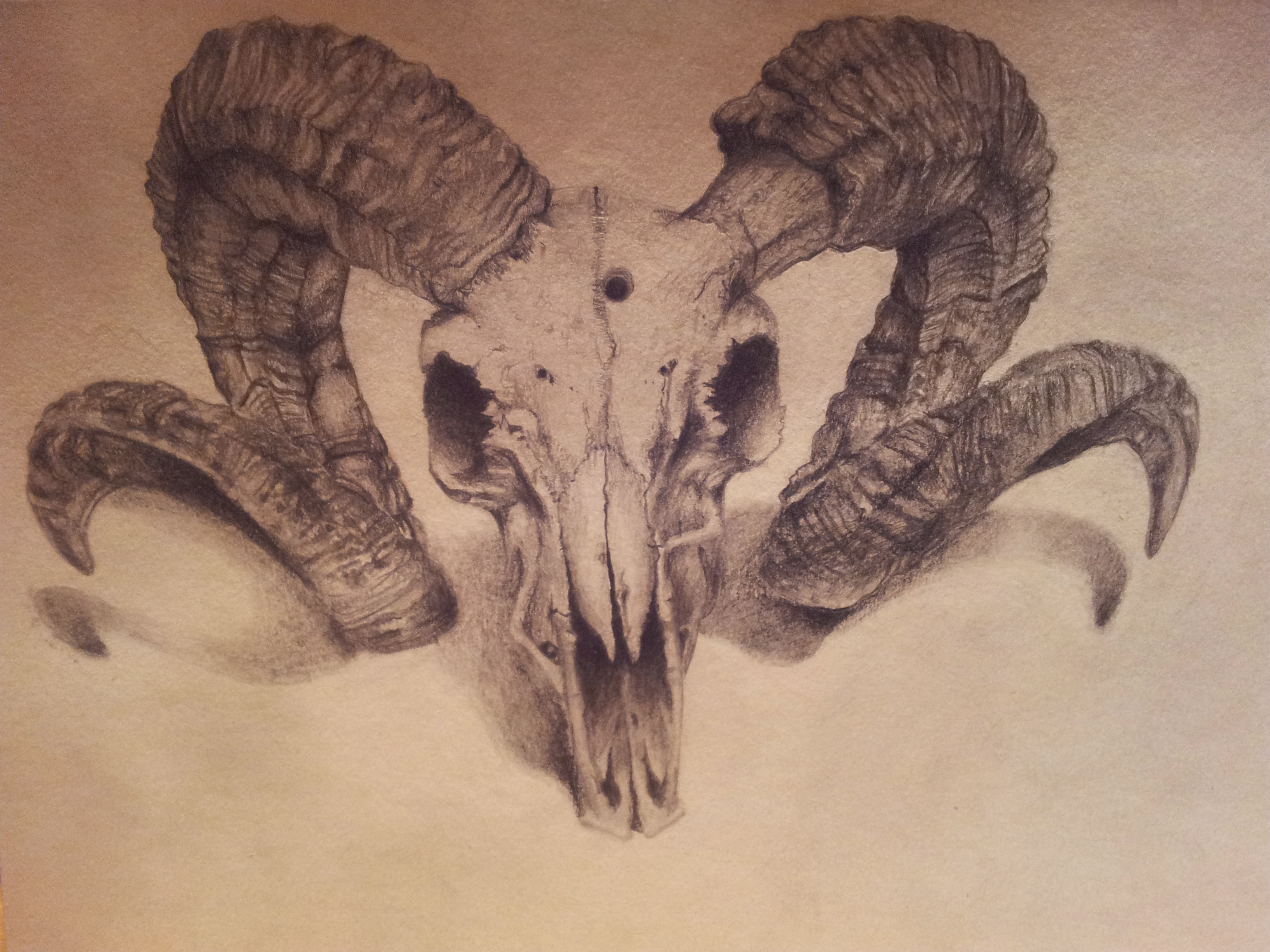3264x2448 Drawn Ssckull Goat - Goat Skull Sketch