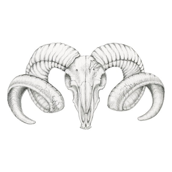 570x570 Goat Skull Drawing 18 Ram 4 - Goat Skull Sketch