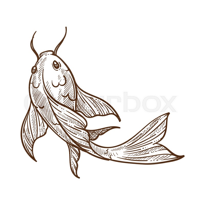 800x800 Gold Fish With Big Fins Floating Monochrome Sketch Outline. Hand - Gold Sketch