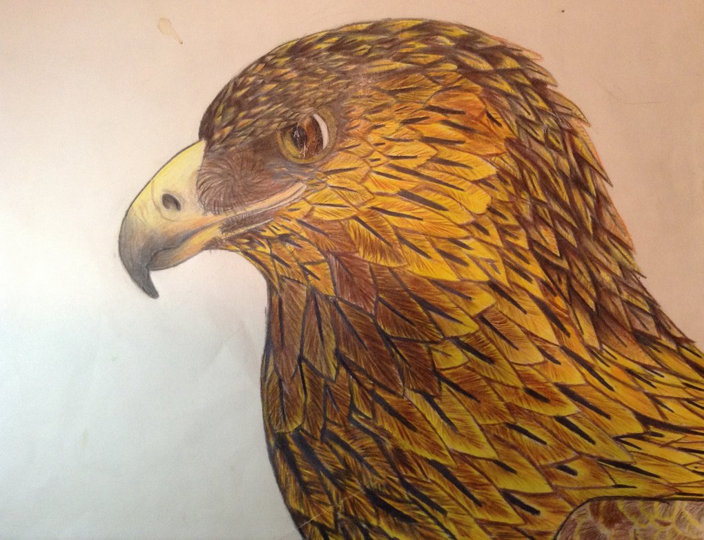 1021x783 Golden Eagle Colour Sketch By Icearstorm - Golden Eagle Sketch