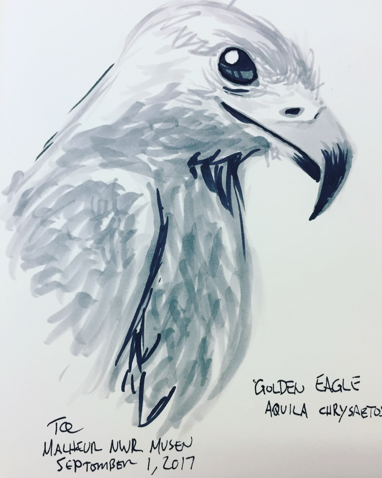 1600x2000 Golden Eagle Sketch Tweets And Chirps - Golden Eagle Sketch