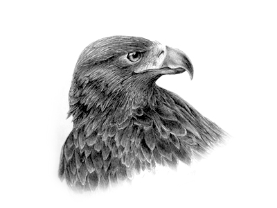 400x300 Golden Eagle Sketch By Josh King - Golden Eagle Sketch