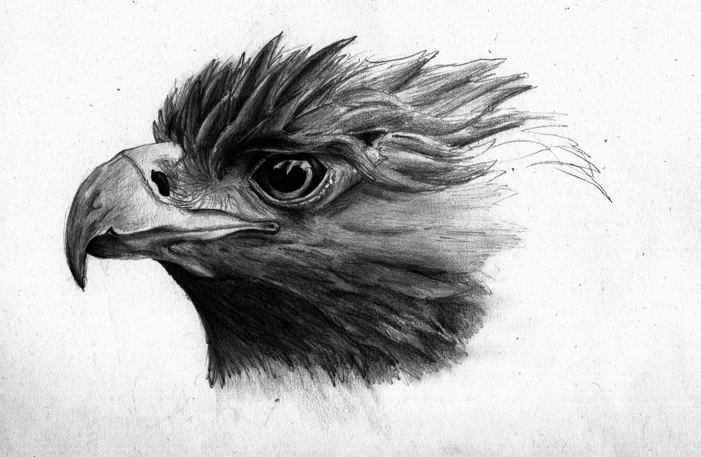 1024x667 Golden Eagle Sketch - Golden Eagle Sketch