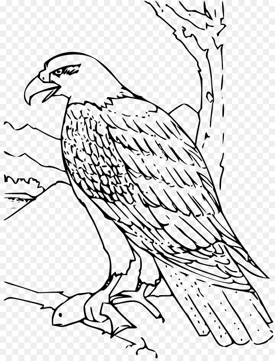 900x1180 Bald Eagle Coloring Book Golden Eagle - Golden Eagle Sketch