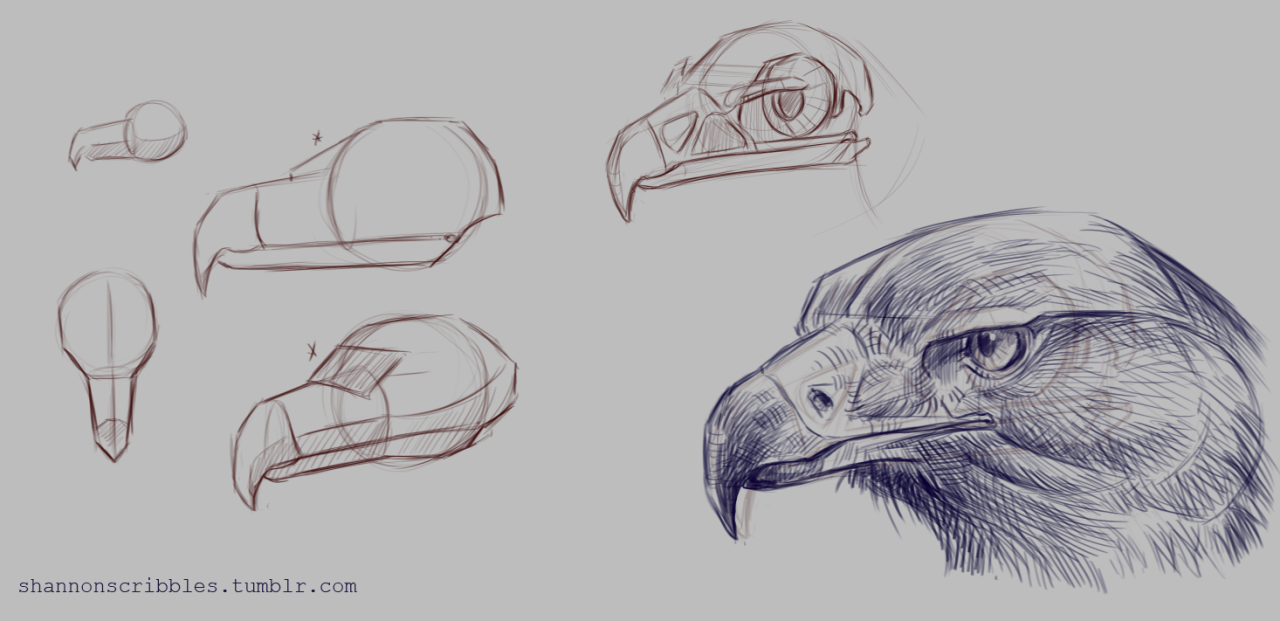 1280x621 Golden Eagle Skull And Head Demos For Week 7! - Golden Eagle Sketch