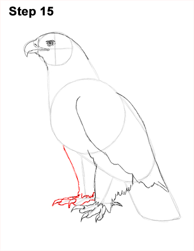 386x500 How To Draw A Golden Eagle - Golden Eagle Sketch