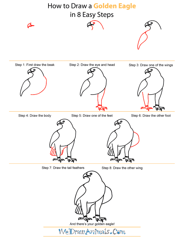 600x776 How To Draw A Golden Eagle - Golden Eagle Sketch