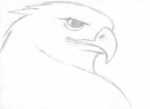302x220 How To Draw A Realistic Eagle, Golden Eagle Art Amino - Golden Eagle Sketch