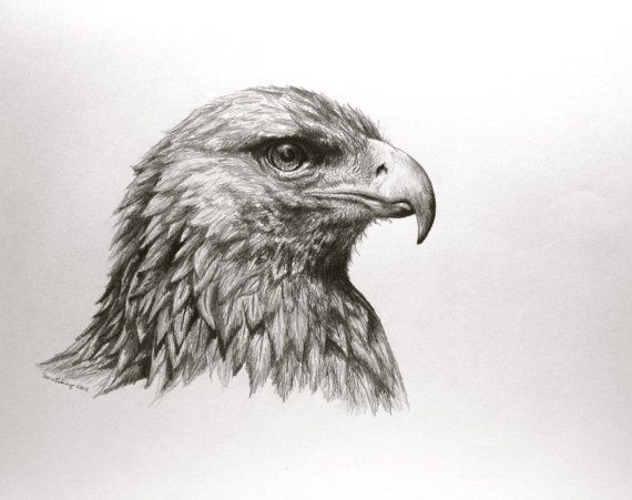 570x451 Birds. Eagle Sketch Art Eagle Art, Art And Drawings - Golden Eagle Sketch