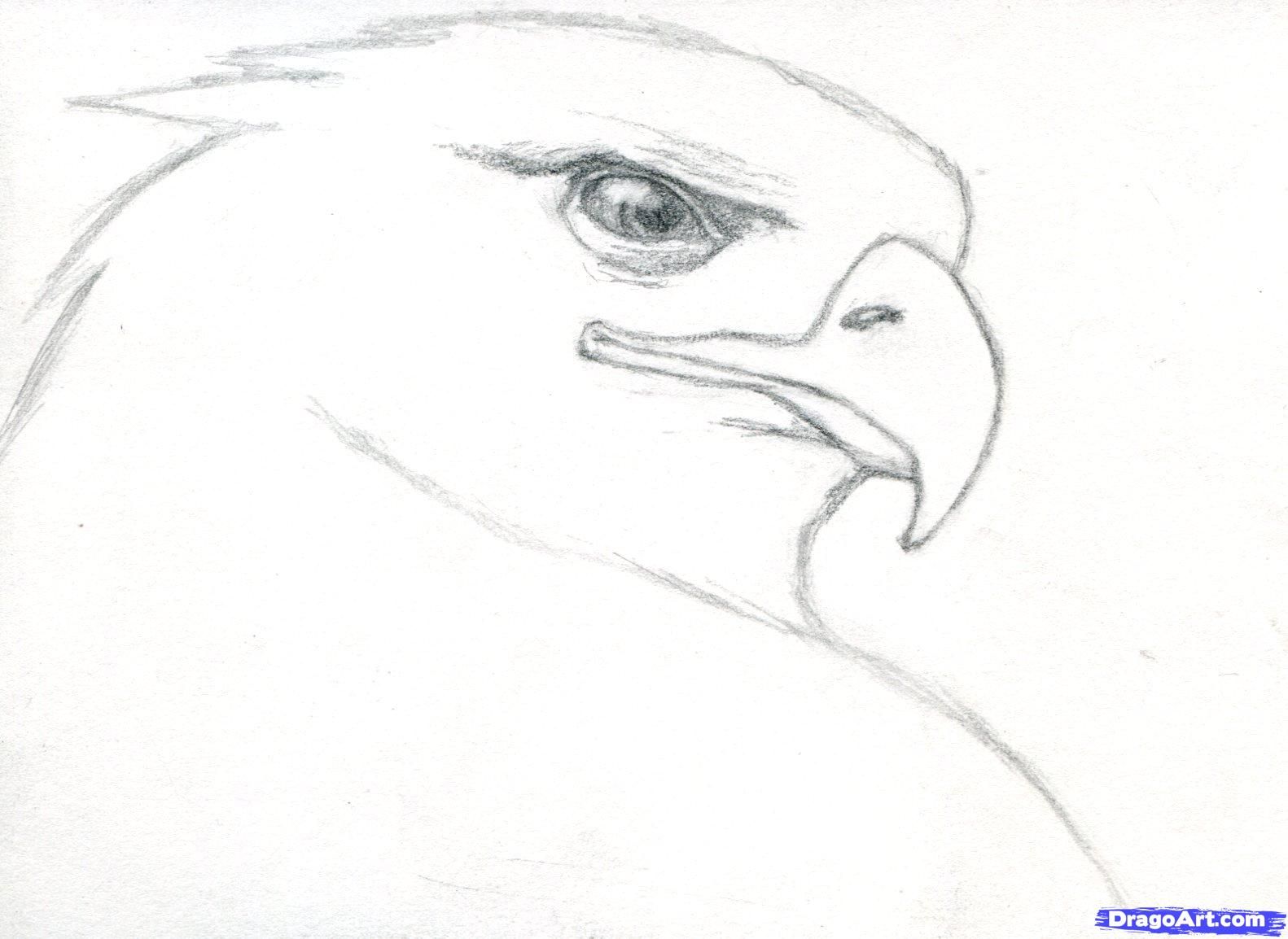 1582x1154 How To Draw A Realistic Eagle, Golden Eagle Step 5 Eagles - Golden Eagle Sketch