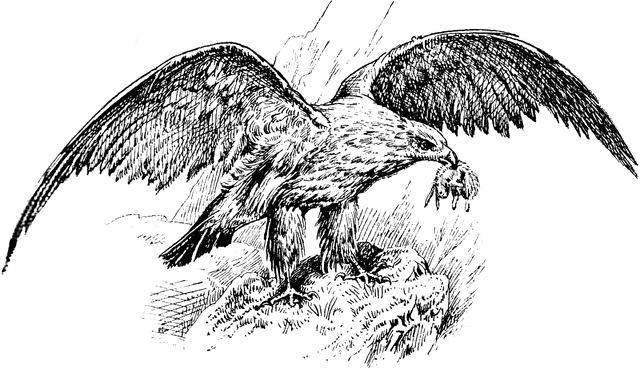 640x371 Golden Eagle Clipart Etc - Golden Eagle Sketch