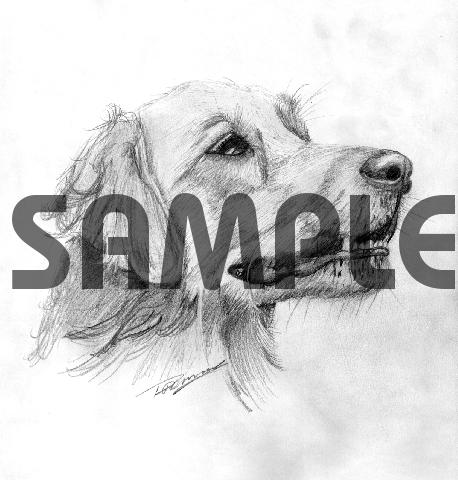 458x480 Golden Retriever Dog Pencil Drawing - Golden Retriever Pencil Sketch