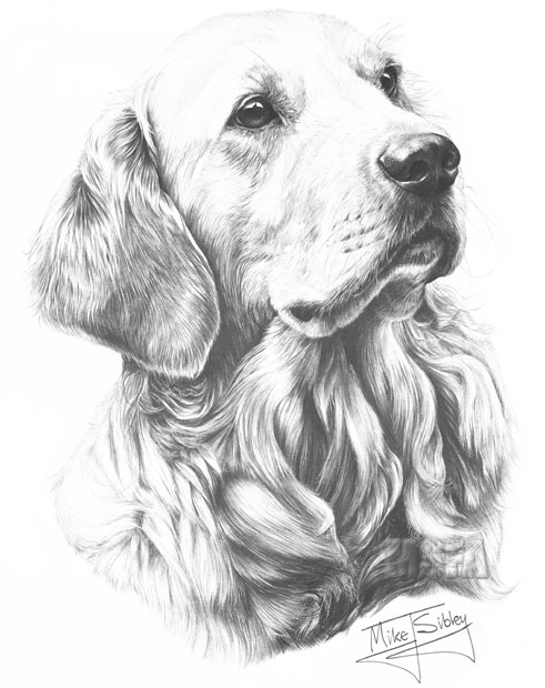 491x620 Golden Retriever Fine Art Dog Print By Mike Sibley - Golden Retriever Pencil Sketch